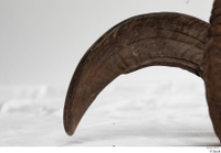  Skull Mouflon Ovis orientalis head horns skull 0037.jpg
